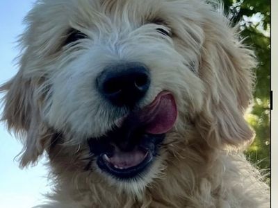 Father’s Day Super Special Female Goldendoodle