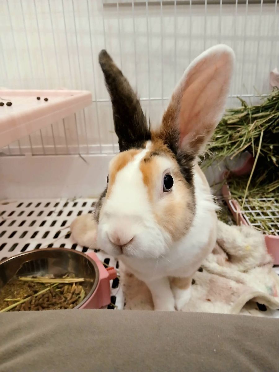 Sweet 10-Month-Old Bunny Looking for a Loving Home ️