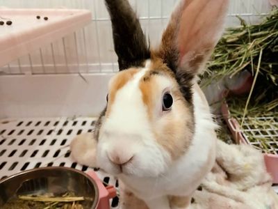 Sweet 10-Month-Old Bunny Looking for a Loving Home ️