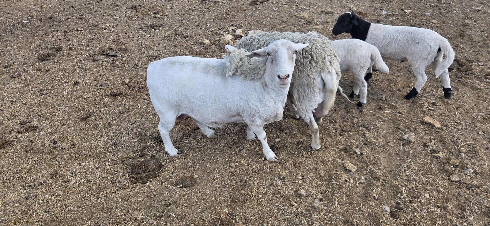 Dorper Ewe