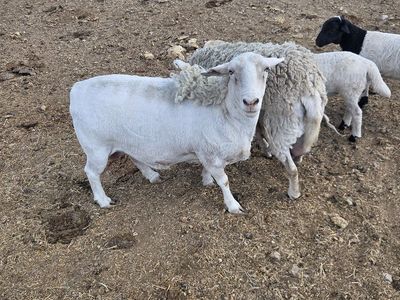 Dorper Ewe