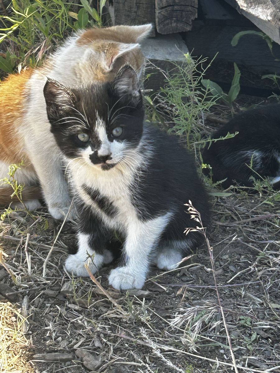 Free kittens