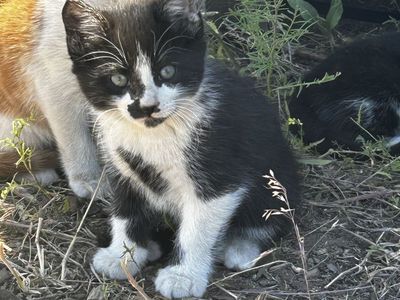 Free kittens
