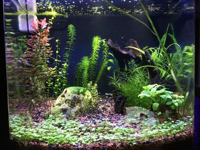 ISO 40 gallon Aquarium/tank