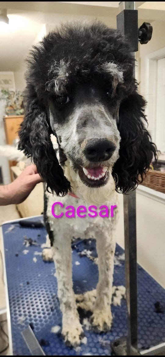 Poodles Moyen Standards Akc & Ckc