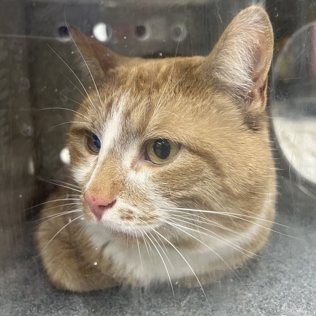 Hello my name is Tarragon