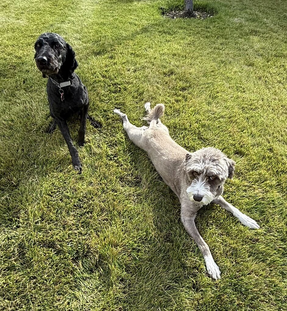 Loving Australian Shepherd Poodles