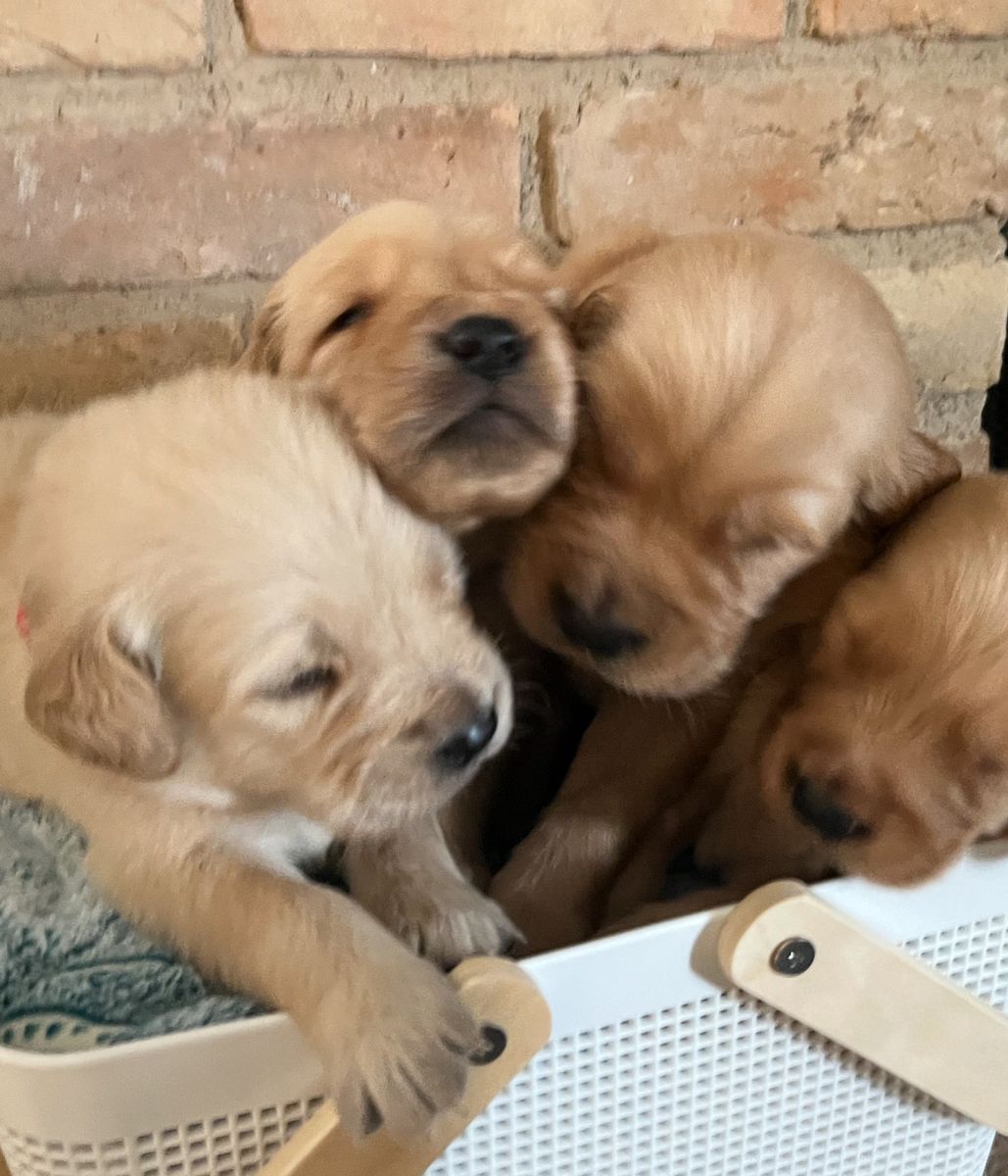 Golden Retrievers For Sale