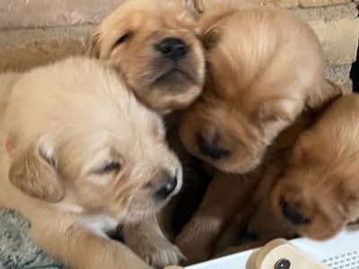 Golden Retrievers For Sale