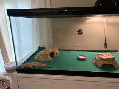 Leopard gecko with tank and accessories