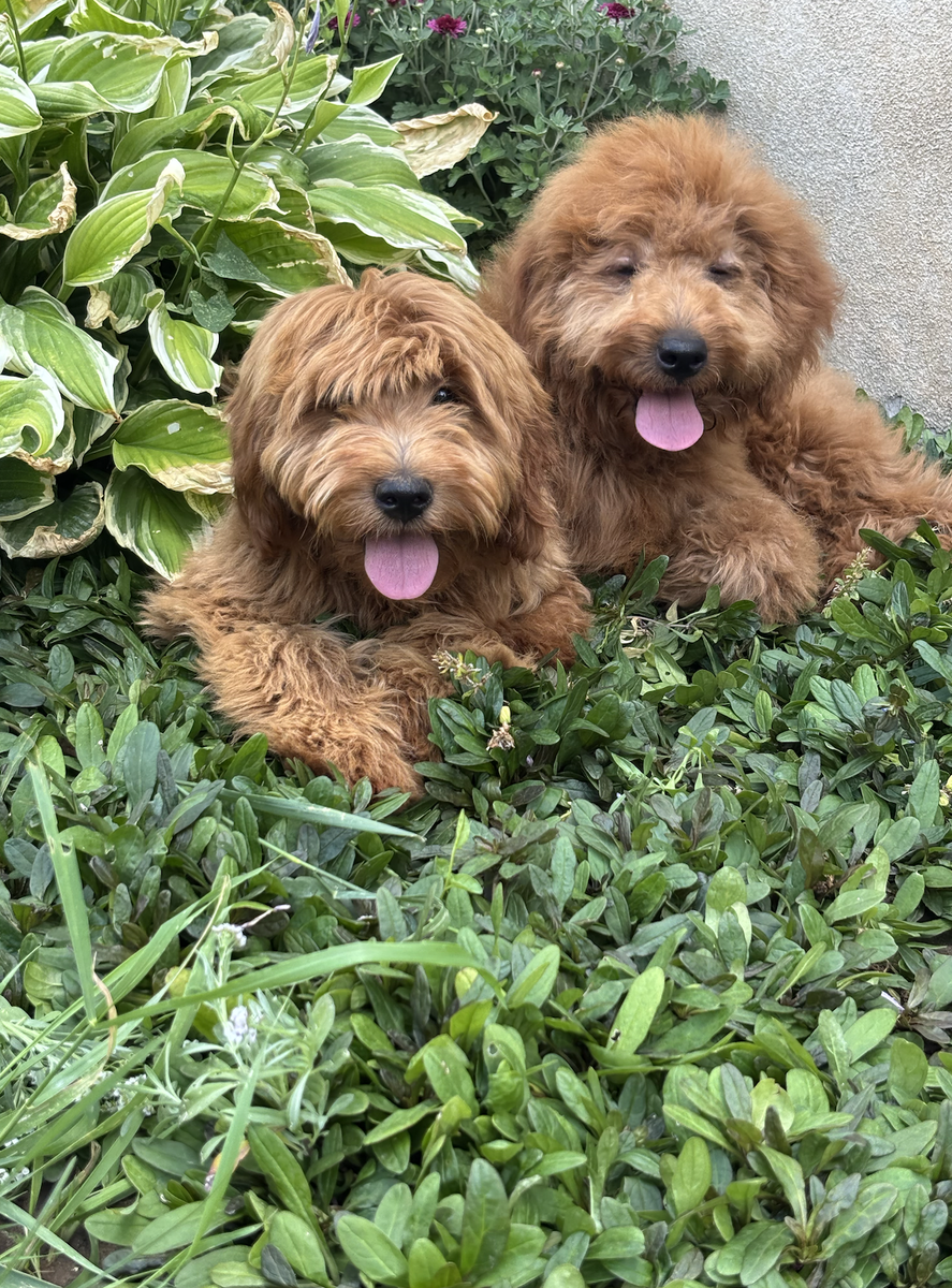 Mini / Petite Goldendoodle Puppies - 5.5 Months Old (1 Female / Multiple Males)