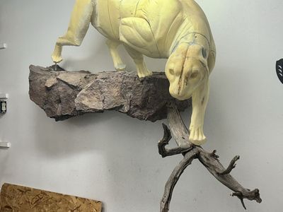 Mountain Lion Form With Custom Rock