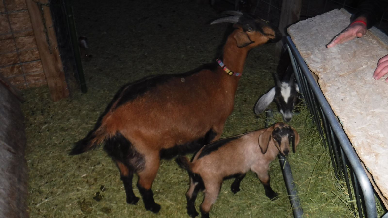Alpine / Nubian yearling dairy milk goat with kid $350
