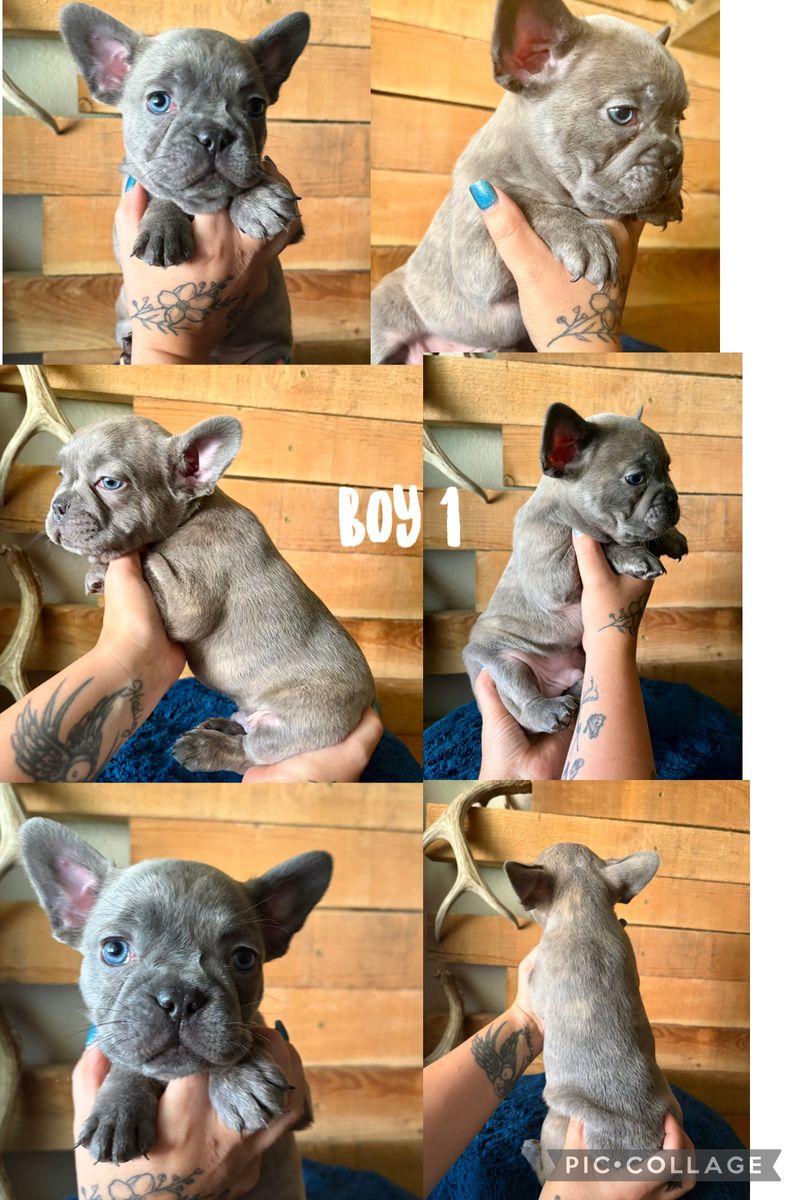 French Bulldogs