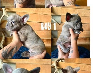 French Bulldogs