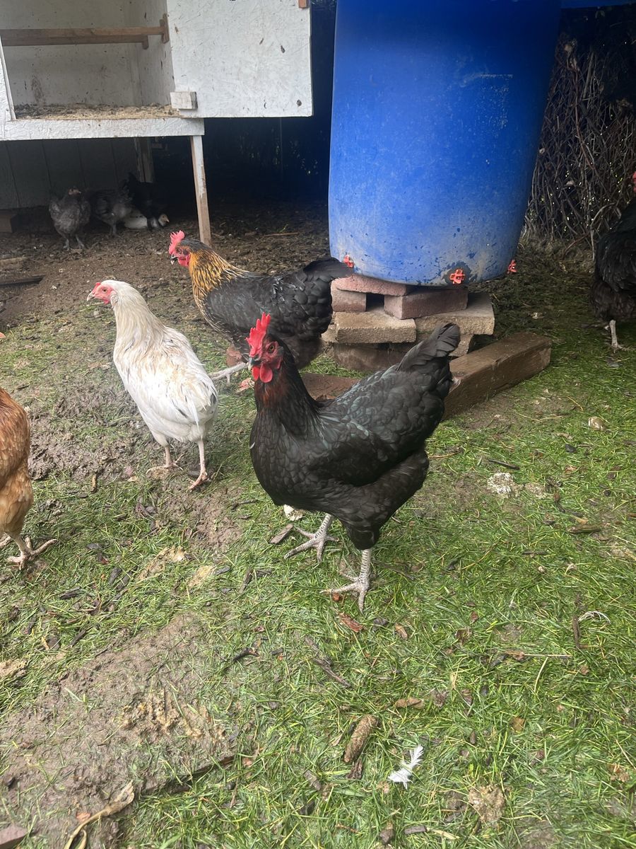4 Black Sex Link Hens