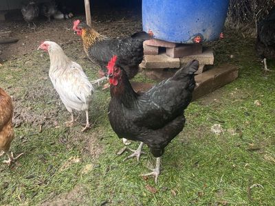 4 Black Sex Link Hens