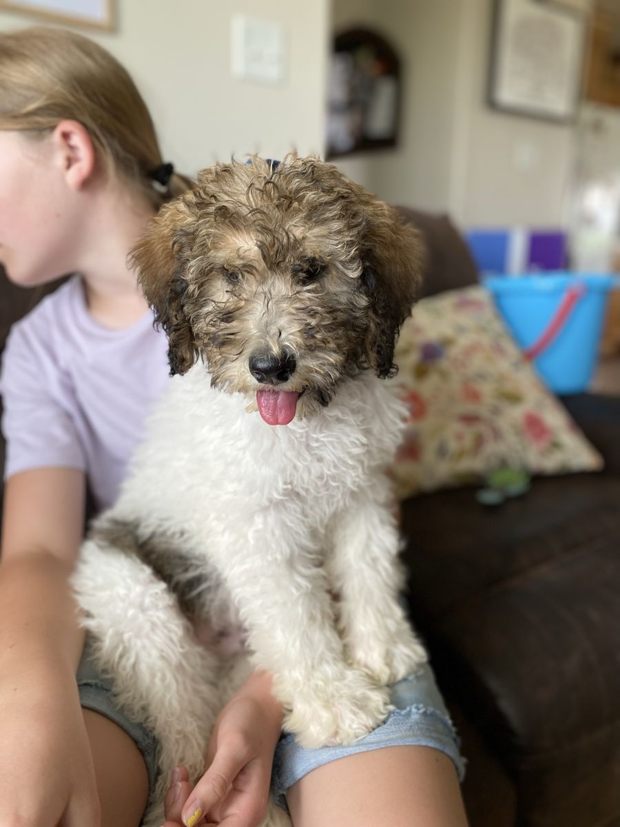 Australian Mountain Doodle Puppy 'Charlie' - Male, Hypoallergenic, Non-shedding