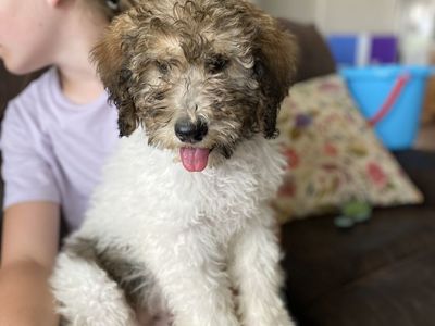 Australian Mountain Doodle Puppy 'Charlie' - Male, Hypoallergenic, Non-shedding