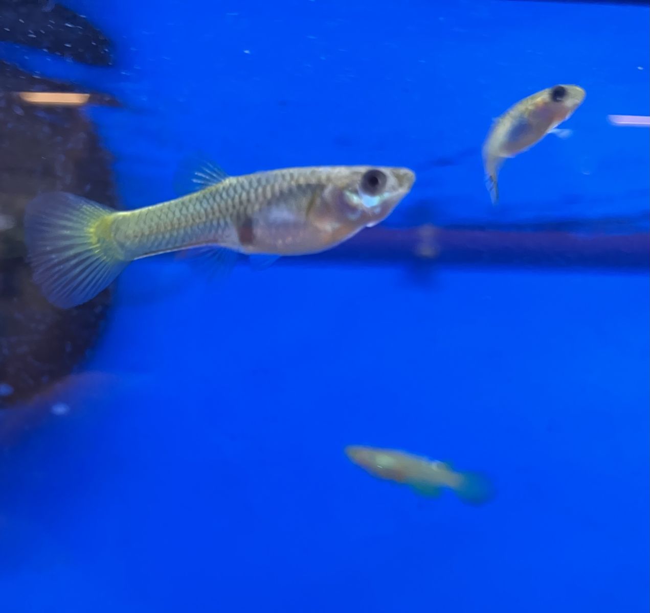 Cobra pattern guppies
