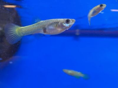 Cobra pattern guppies