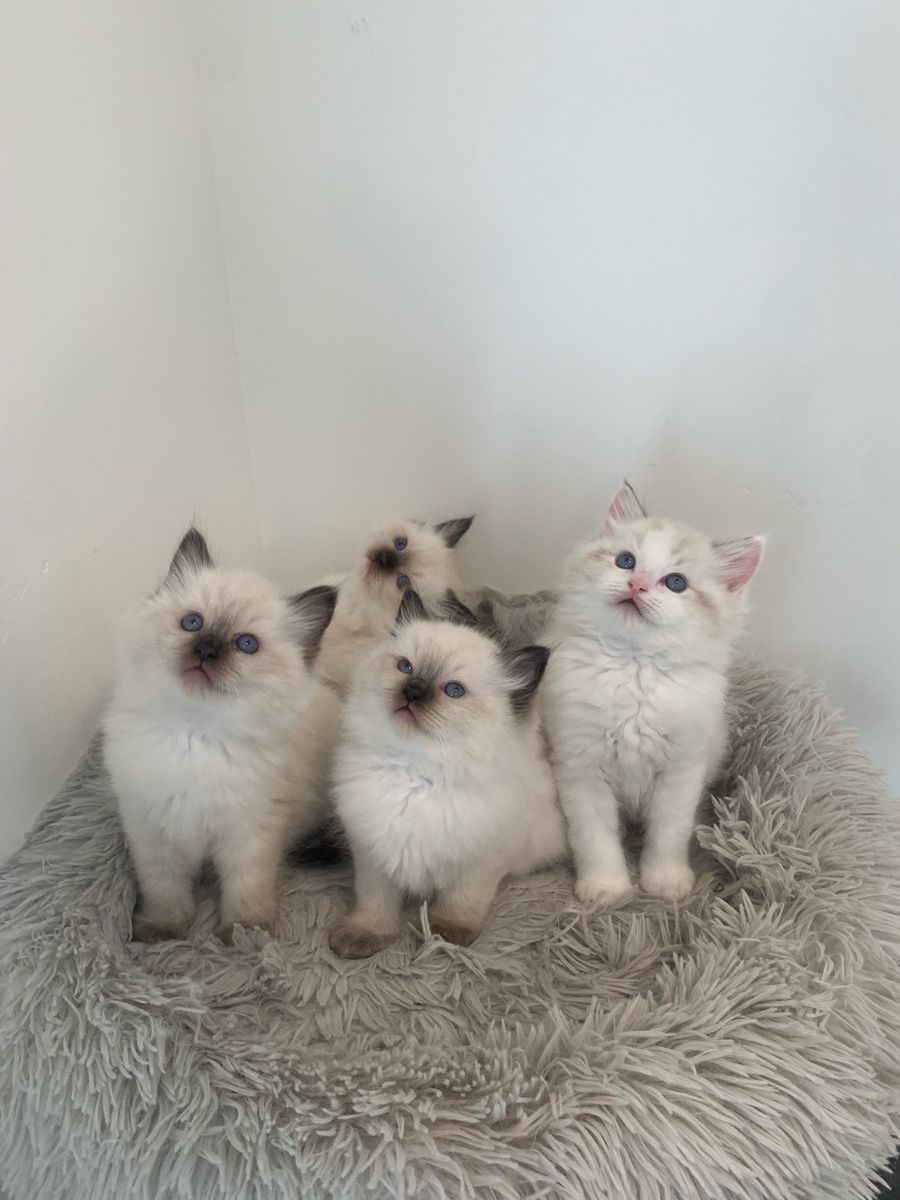 TICA registered ragdolls