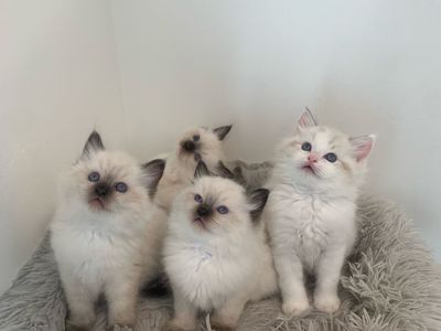 TICA registered ragdolls