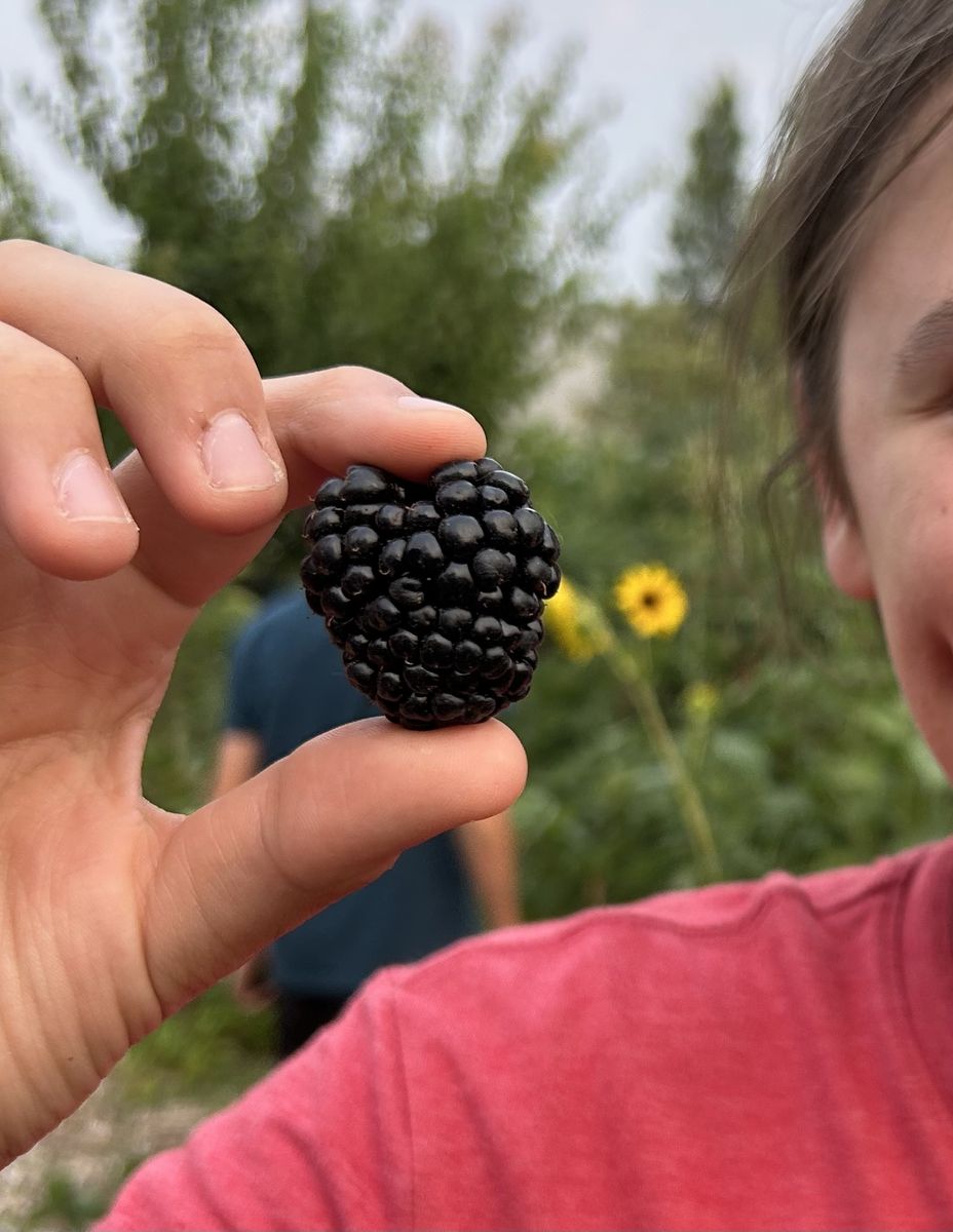 Thornless Blackberry Plants