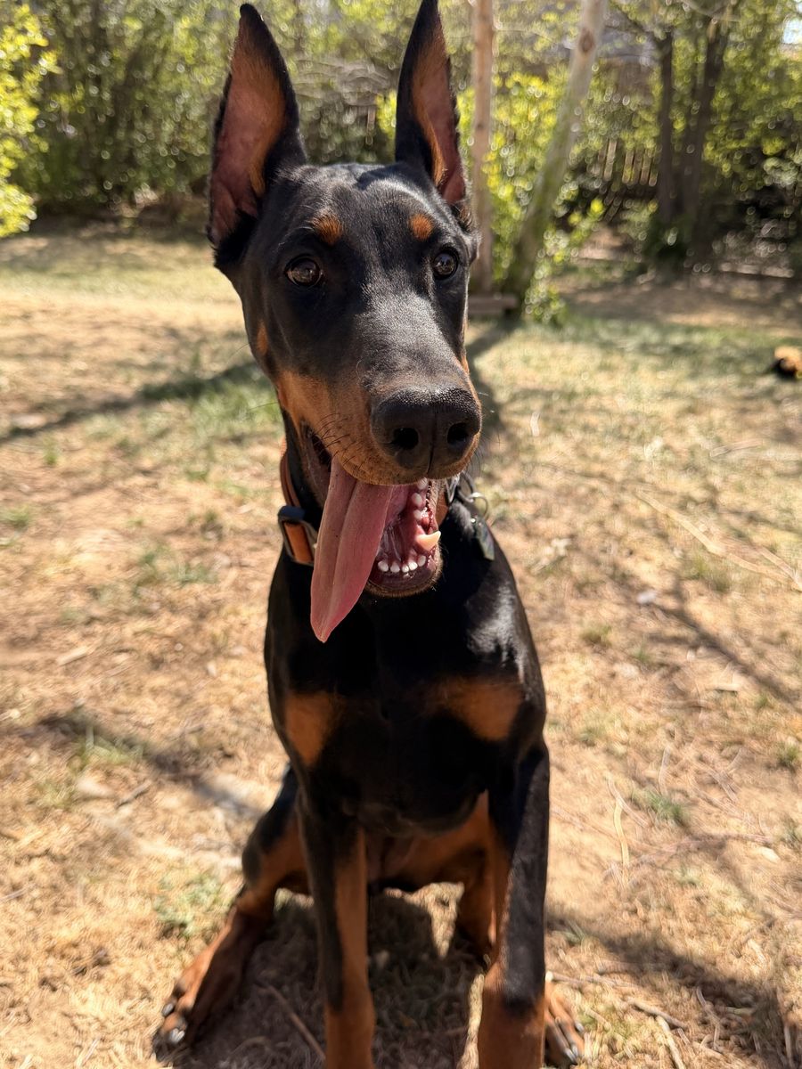 Doberman Pinscher