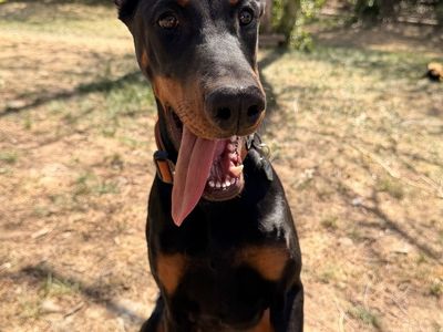 Doberman Pinscher