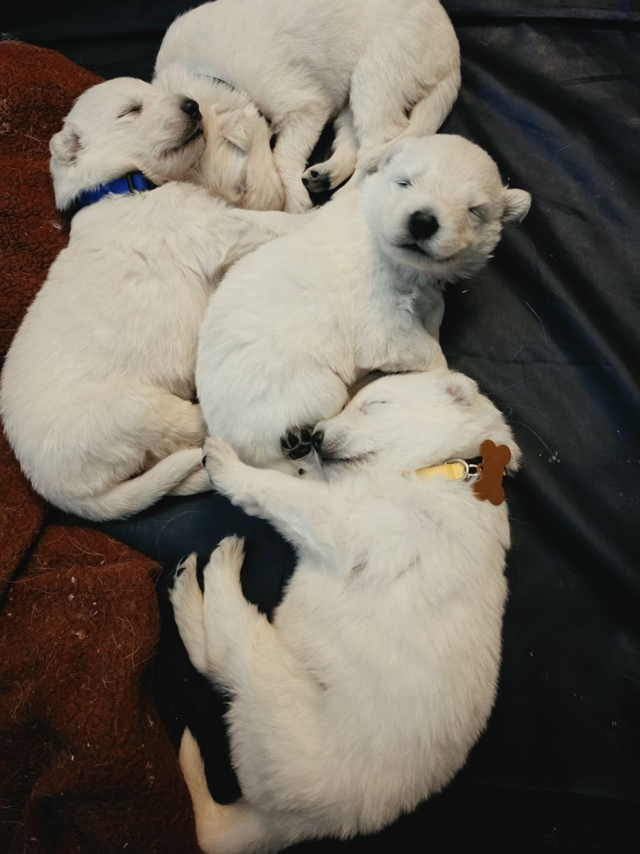 Swiss Shepherd puppies