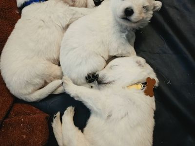 Swiss Shepherd puppies