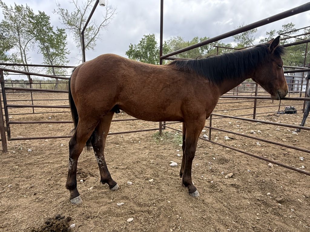 Yearling ASOF / FG GELDING
