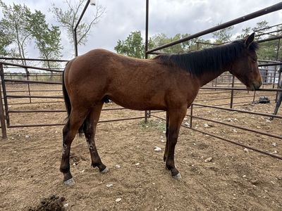Yearling ASOF / FG GELDING