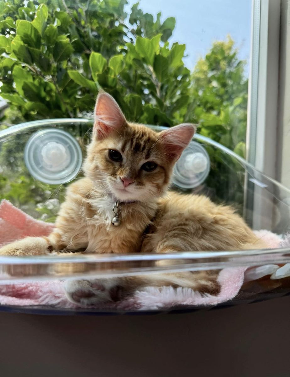 Transparent Cat Window Perch Window Bed Hammock