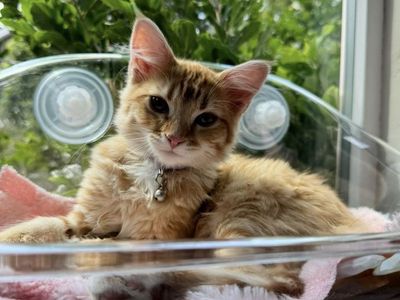 Transparent Cat Window Perch Window Bed Hammock