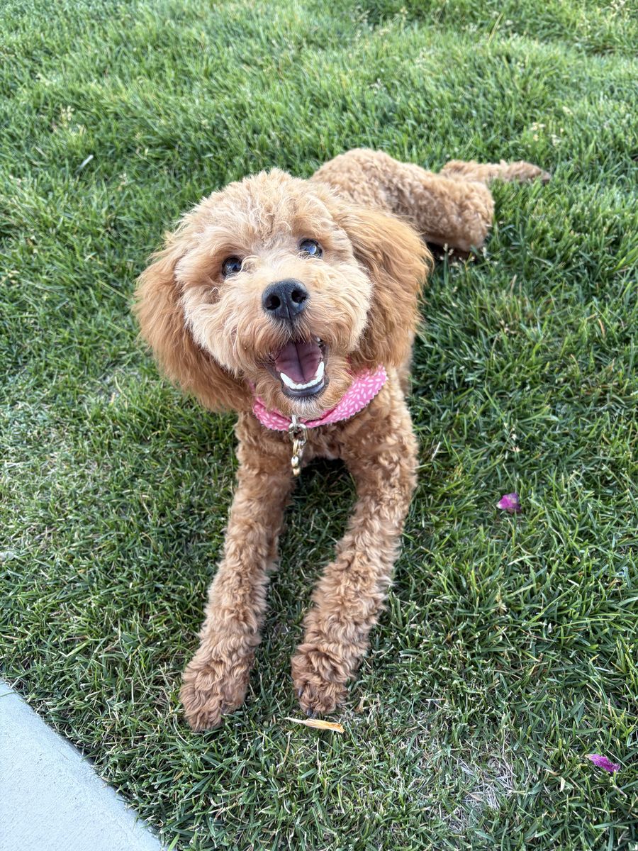 Mini Aussiedoodle (trained)