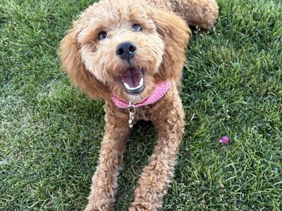 Mini Aussiedoodle (trained)