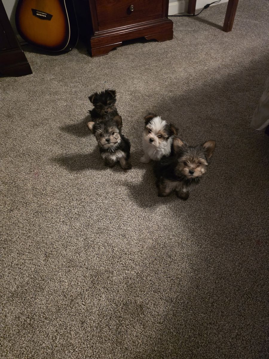 Yorkie puppies