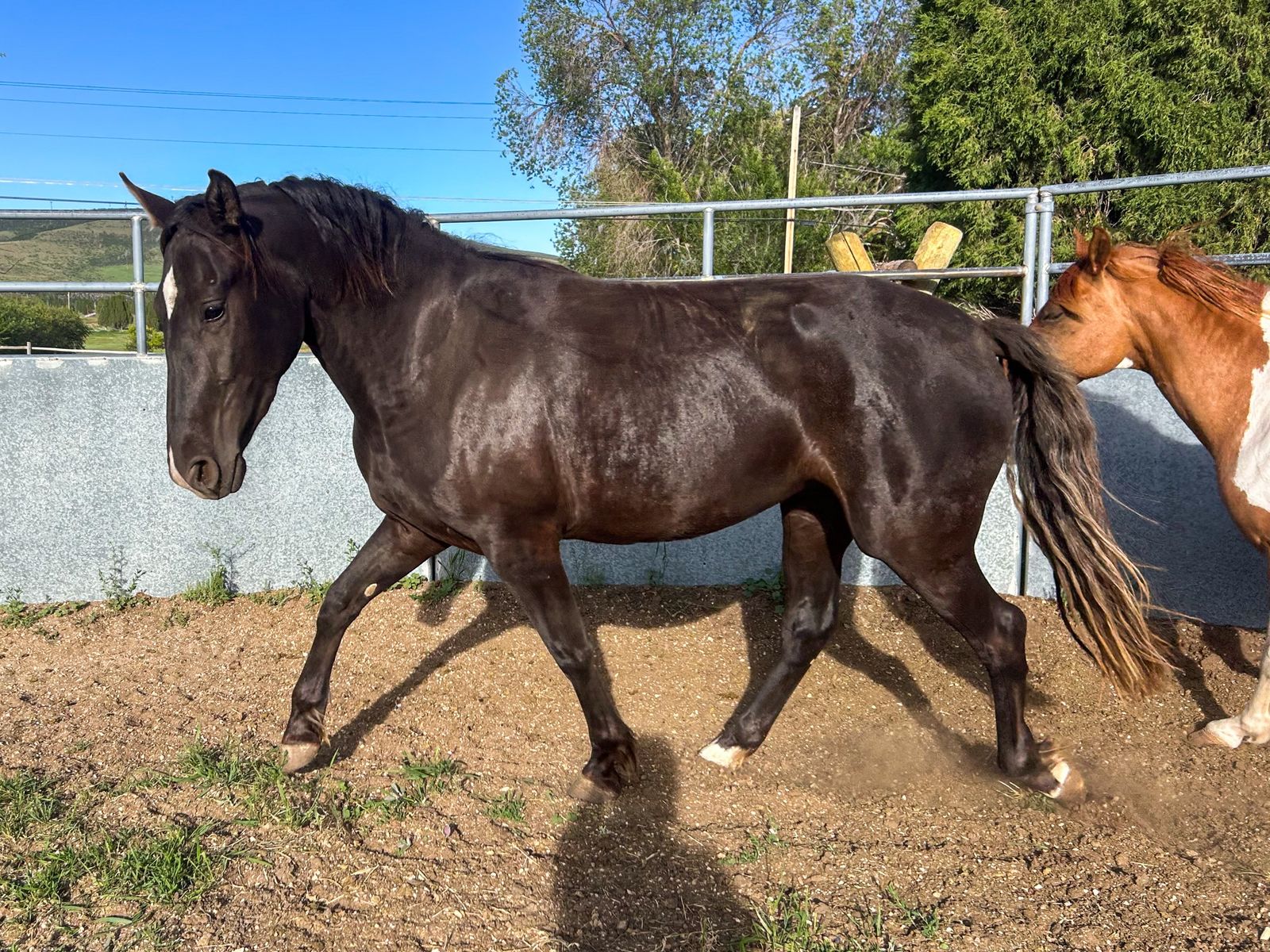Well Started 3yr old Walker/Rocky cross