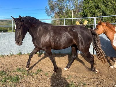 Well Started 3yr old Walker/Rocky cross