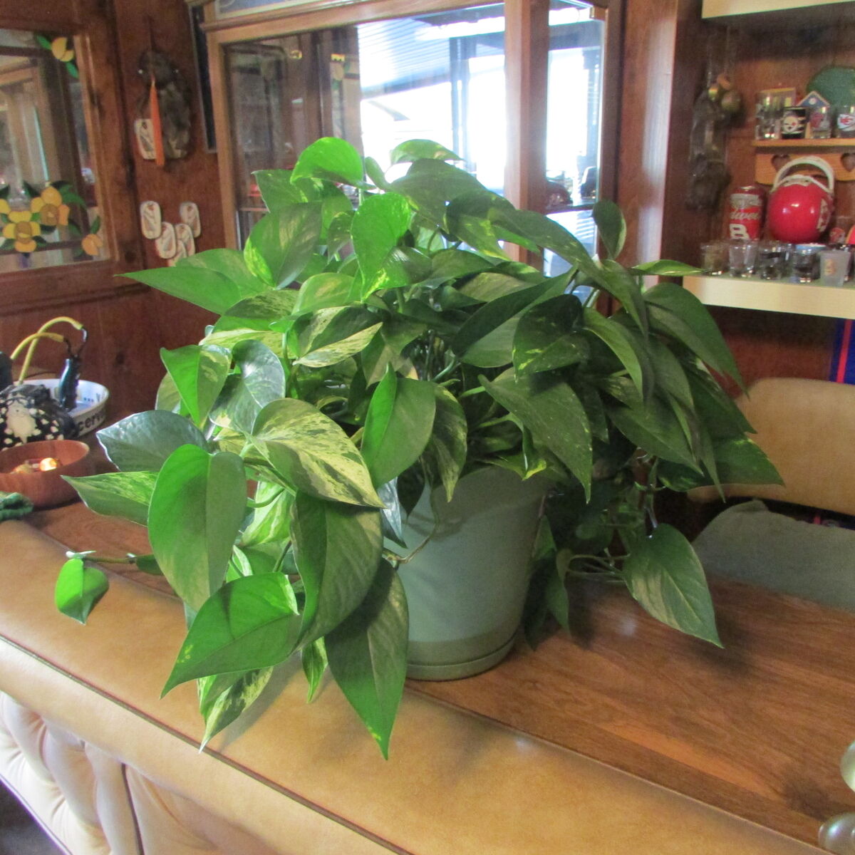 Large and Healthy Philodendron Plant 2 Qrt.