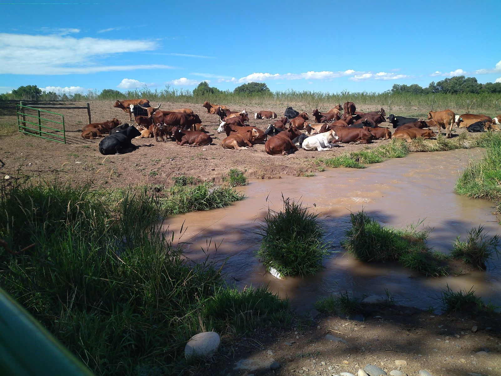 Beefmaster Cows, heifers', weaned heifer calves for sale