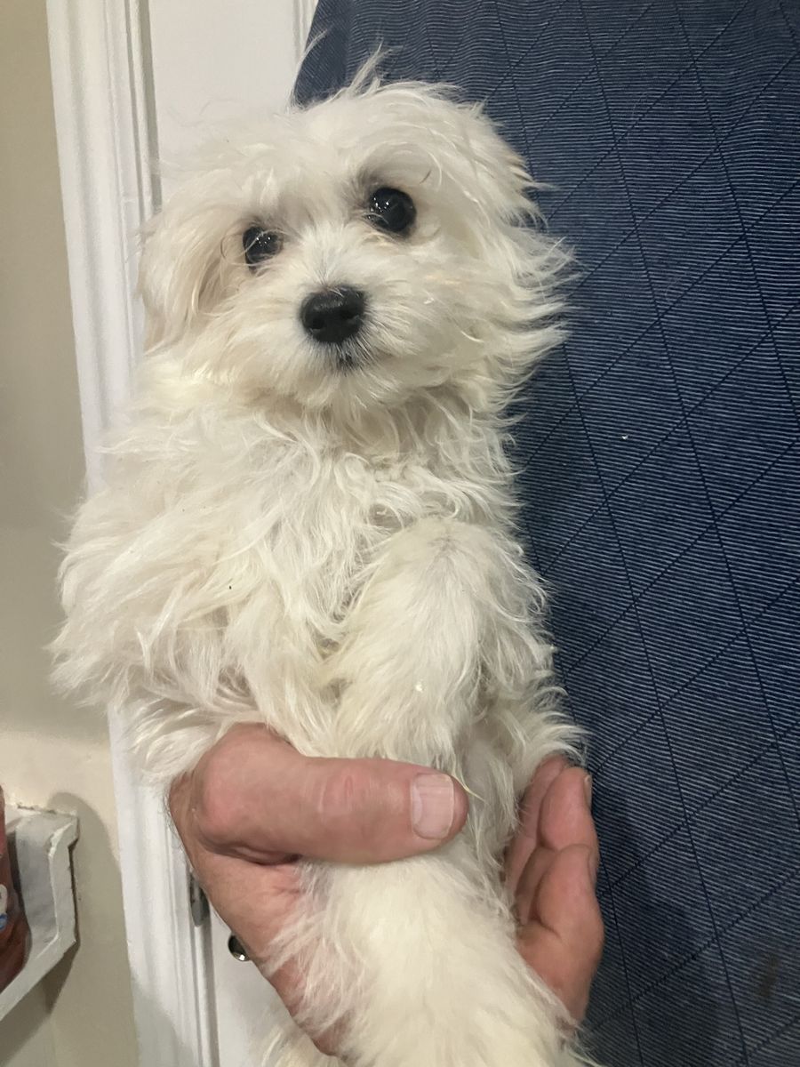 Maltese Pups