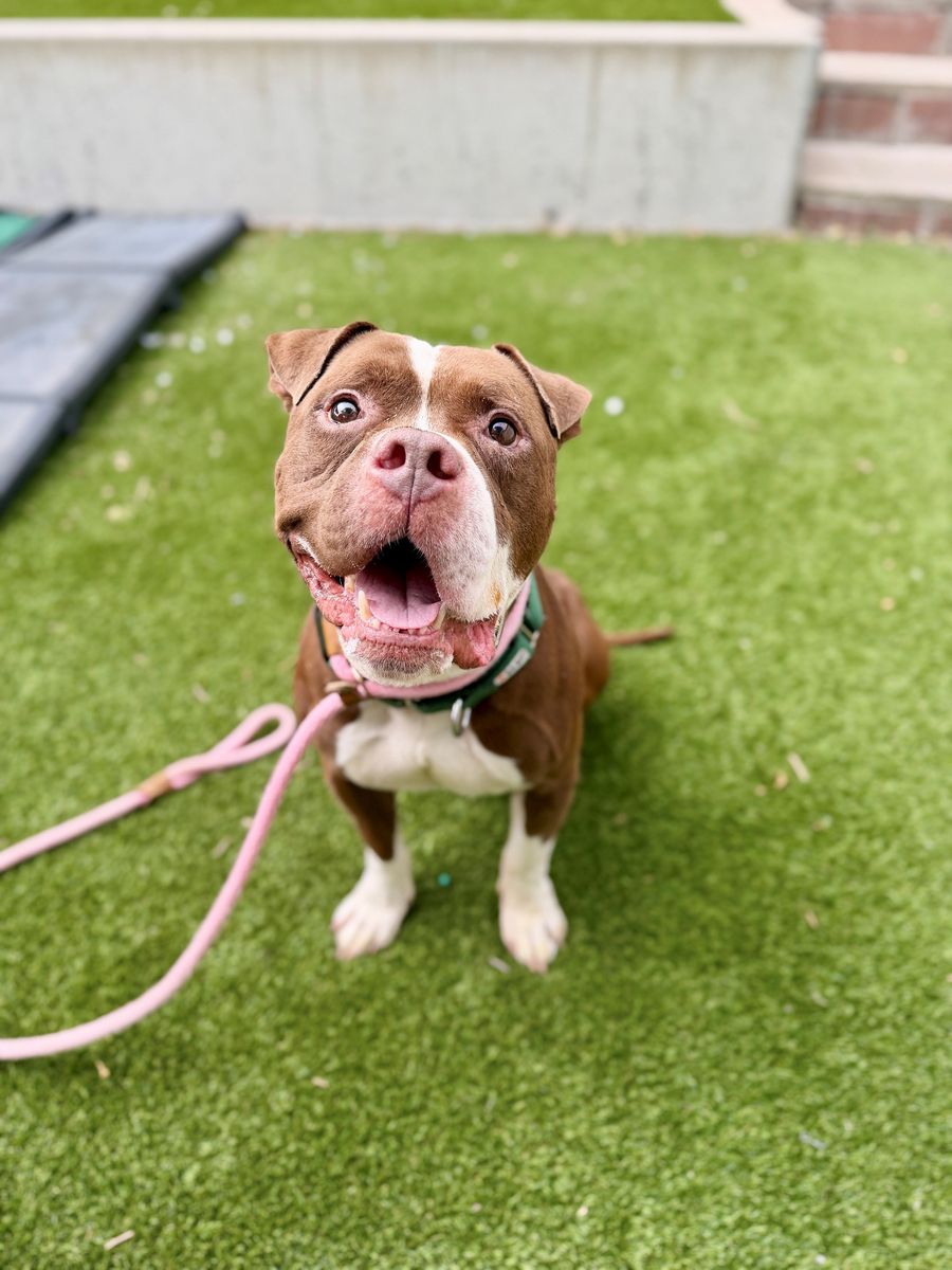 A164794 Oliver is Available for Adoption!