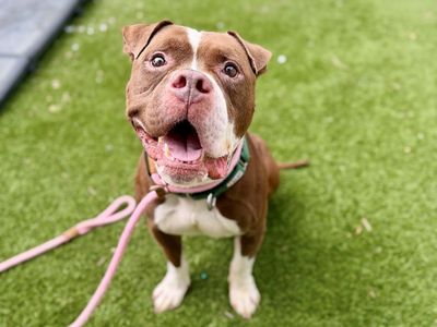 A164794 Oliver is Available for Adoption!
