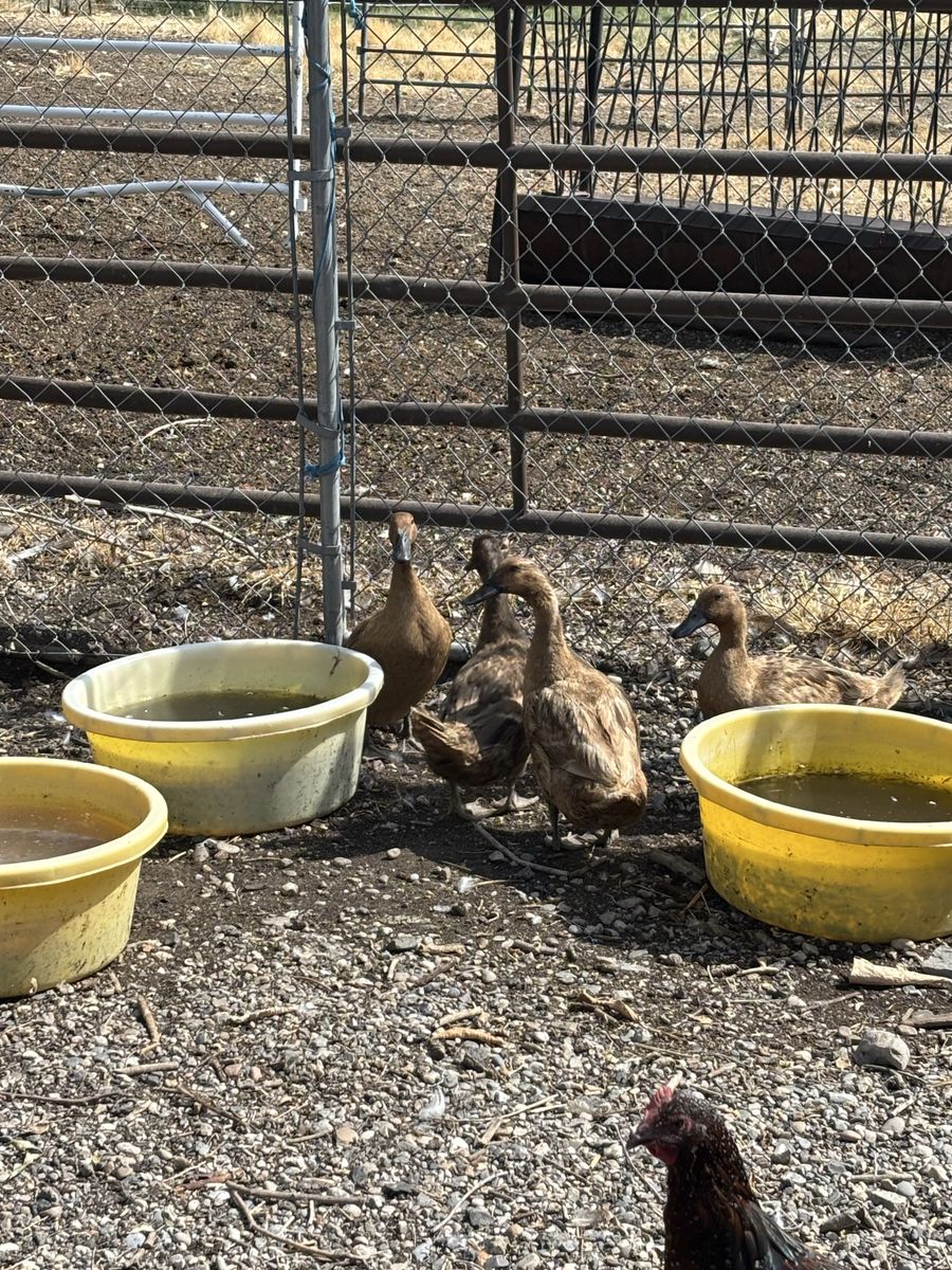 Ducks 