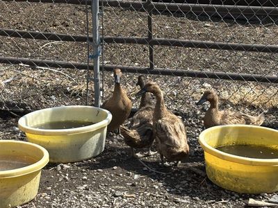 Ducks