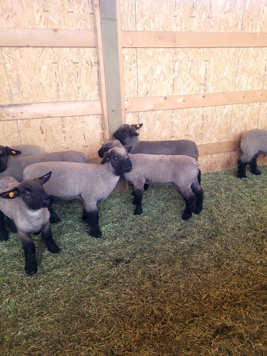 Club Lambs for sale