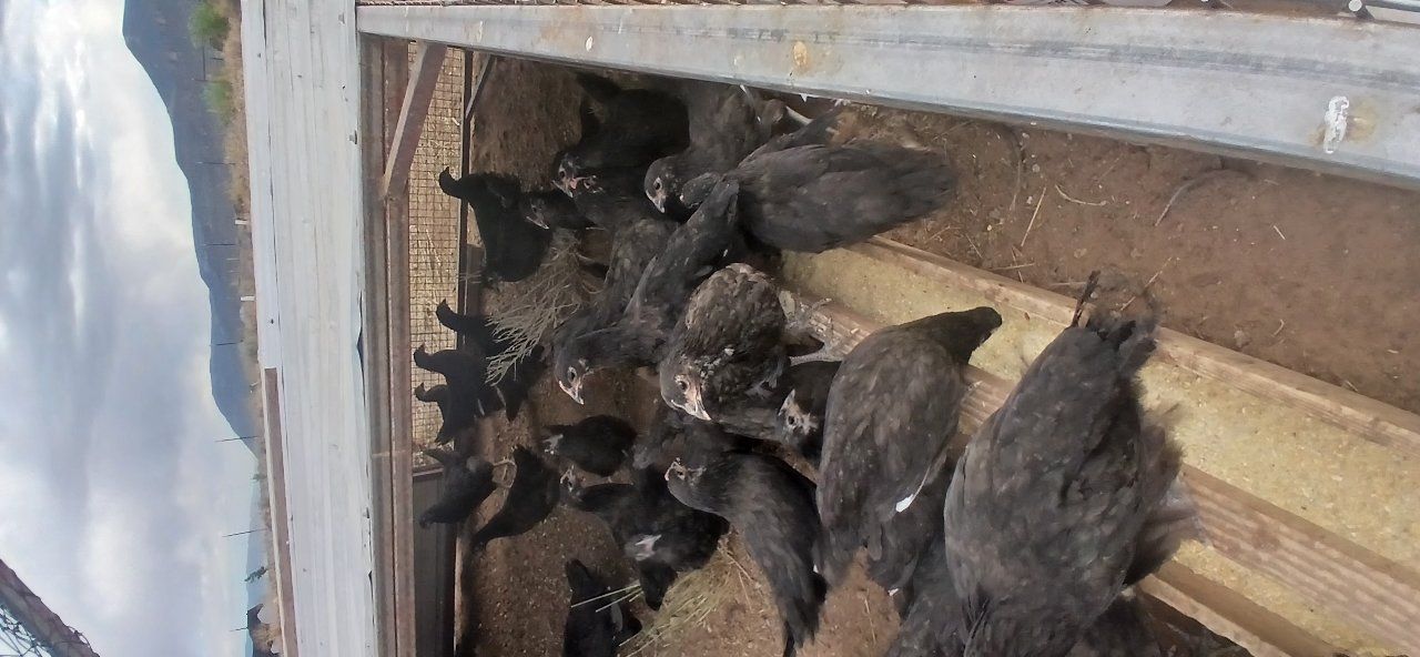 Black Australorp Pullets